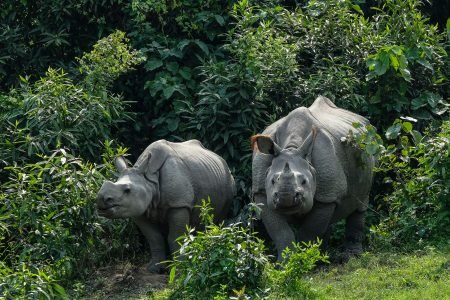 Kaziranga National Park in Assam, India, a UNESCO World Heritage site