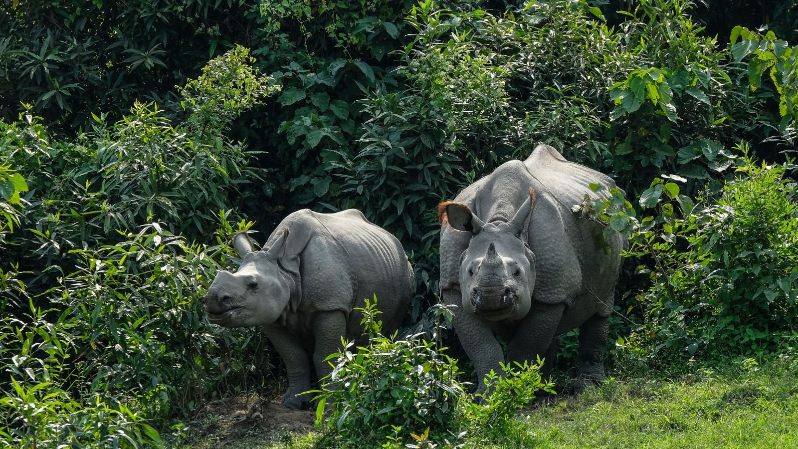 Kaziranga National Park in Assam, India, a UNESCO World Heritage site
